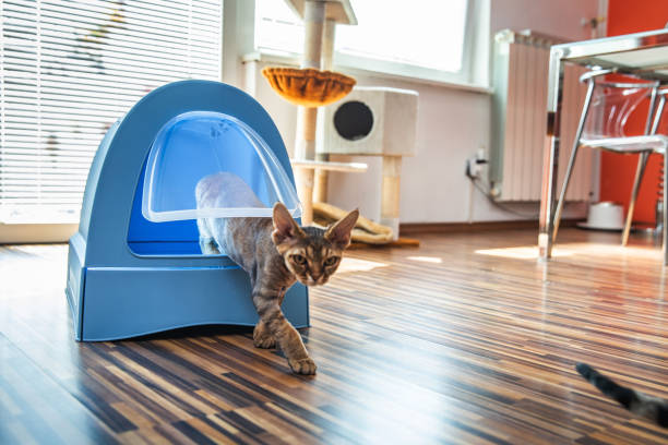 Où mettre la litière du chat dans un appartement ?