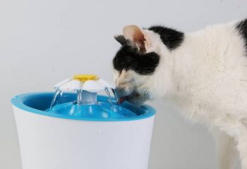 Où placer la fontaine à eau de mon chat dans la maison ?