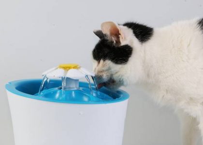 Où placer la fontaine à eau de mon chat dans la maison ?