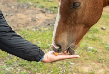 L’alimentation équilibrée du cheval : les compléments nutritionnels essentiels