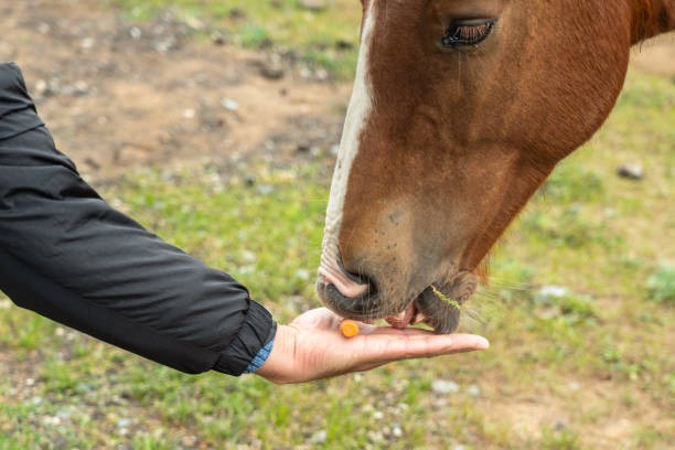L’alimentation équilibrée du cheval : les compléments nutritionnels essentiels