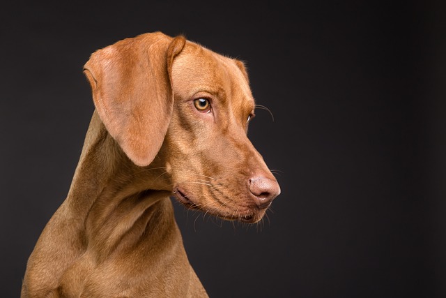 Quel lanceur de balle choisir pour votre chien ?