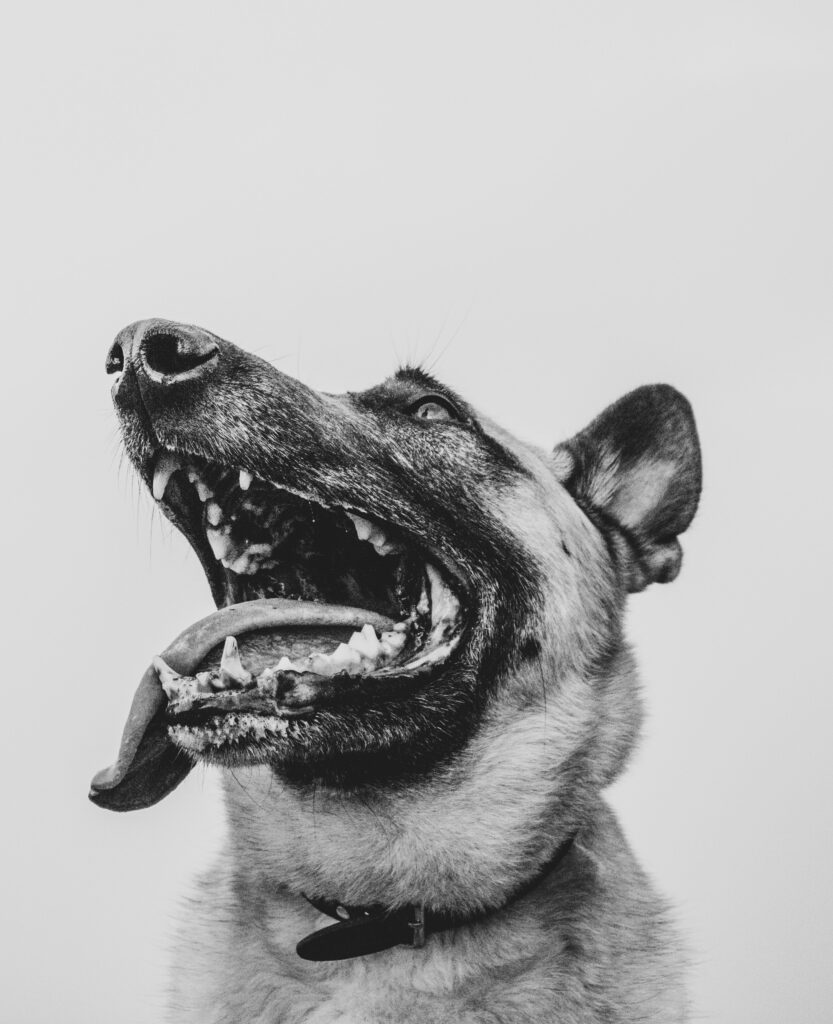 Les bienfaits du Tongue Drum pour les animaux : une expérience unique