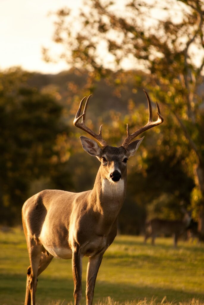 Majestueux Cerfs : Immortaliser la Noblesse de la Nature en Tableau