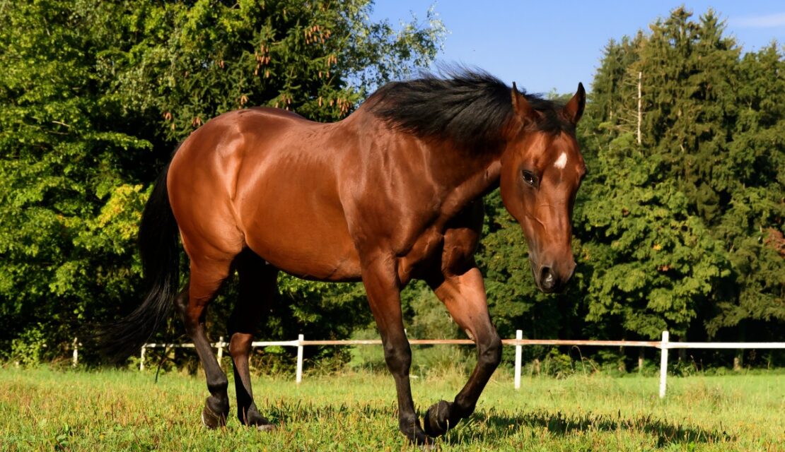 Arthrose du cheval : Les solutions pour soulager les douleurs de votre équidé !