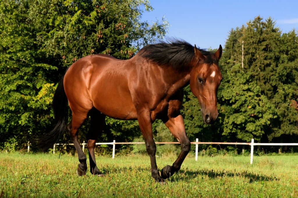 Arthrose équine : Quels sont les 5 signes qui doivent vous alerter ?