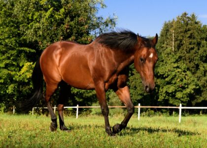 Arthrose équine : Quels sont les 5 signes qui doivent vous alerter ?