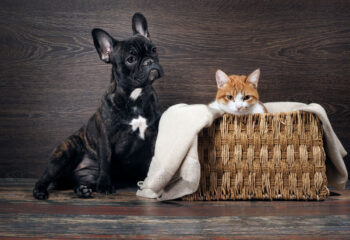 Chien ou chat en détresse : comment réagir rapidement ?