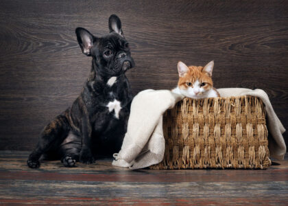 Chien ou chat en détresse : comment réagir rapidement ?