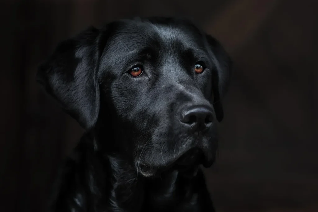 FAQ sur l'aménagement d'un espace pour vos animaux