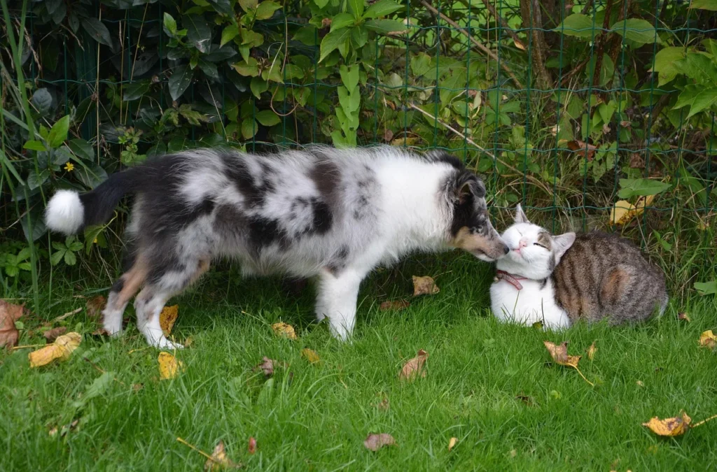 Aménager votre maison pour le bien-être de vos animaux
