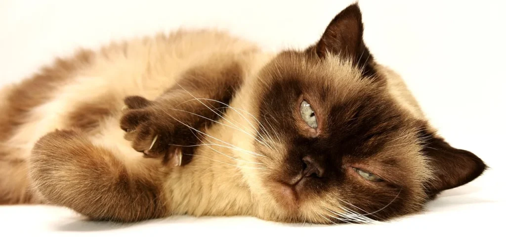 10 façons de chouchouter votre animal et de renforcer vos liens