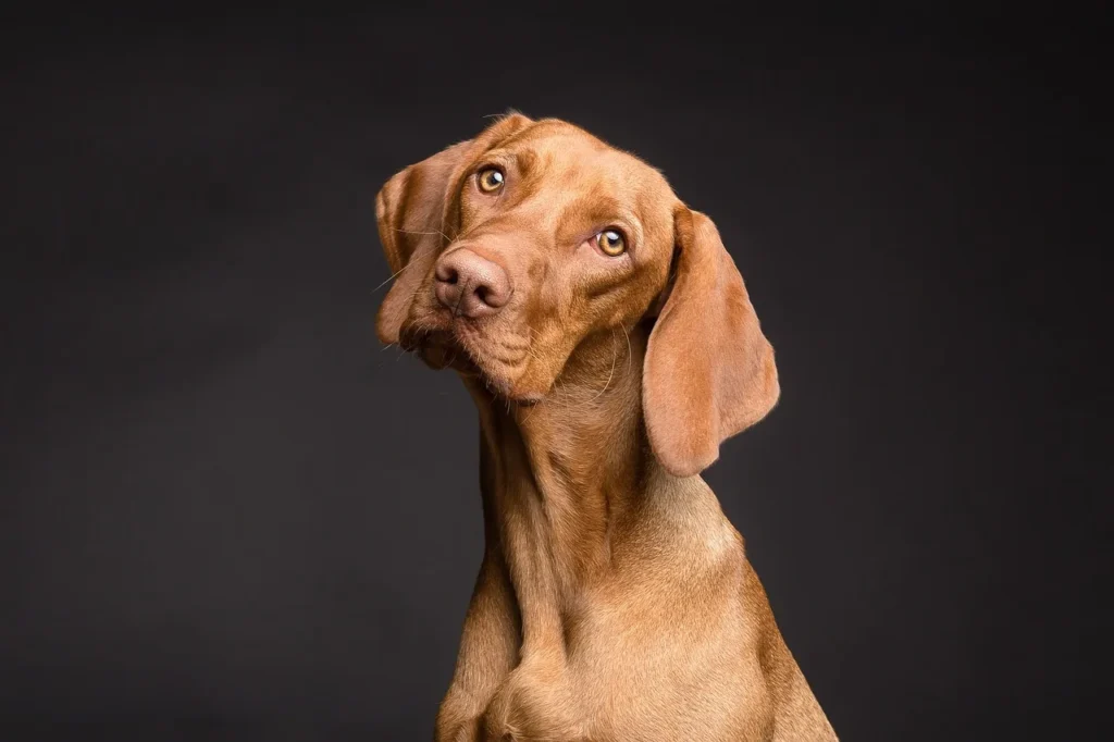 5 façons de rendre votre chien heureux à la maison