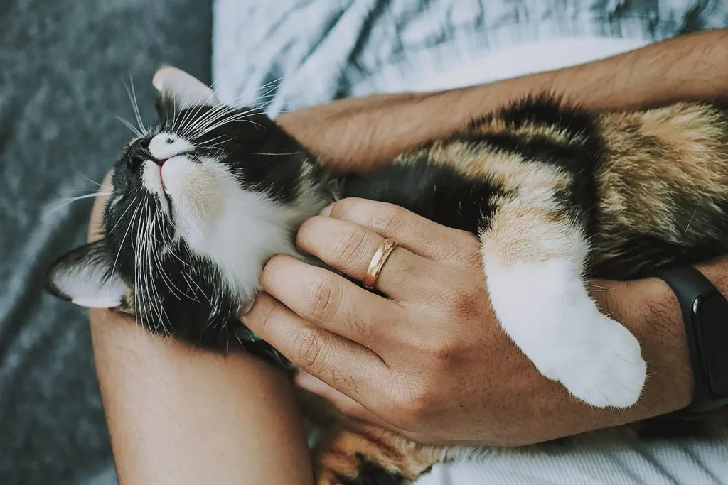 5 façons de rendre votre maison plus adaptée aux animaux