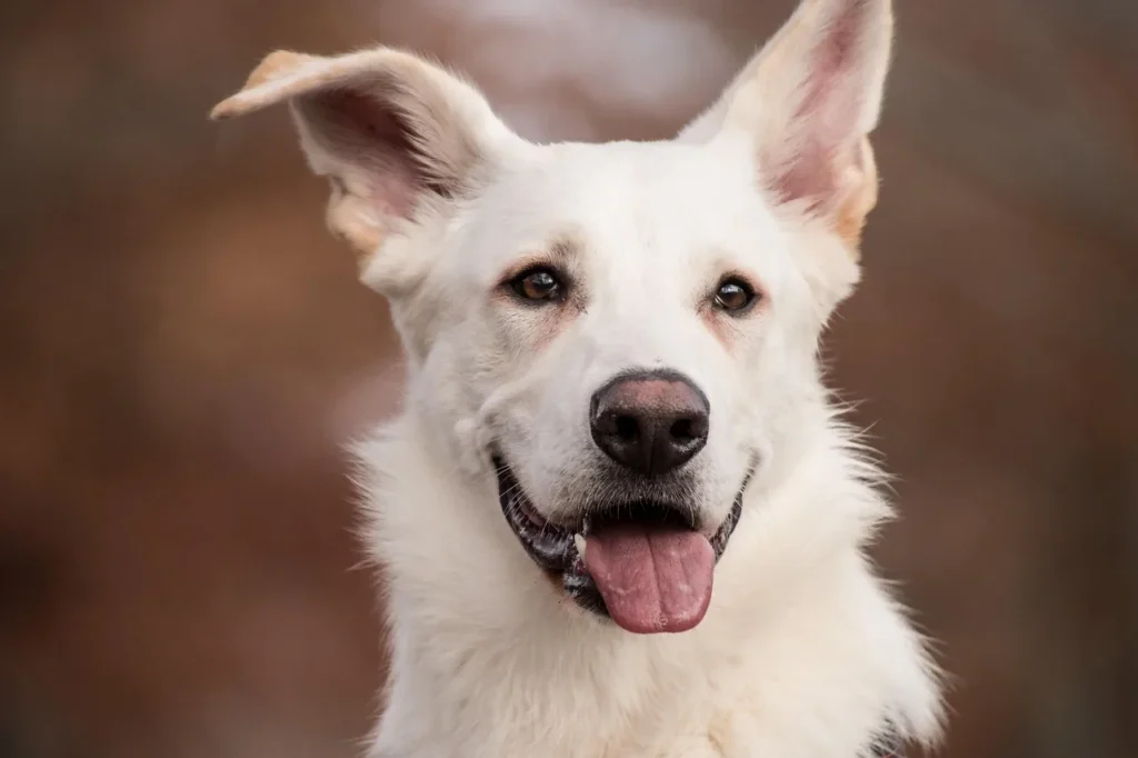 Comparatif des meilleures pratiques pour le bien-être animal