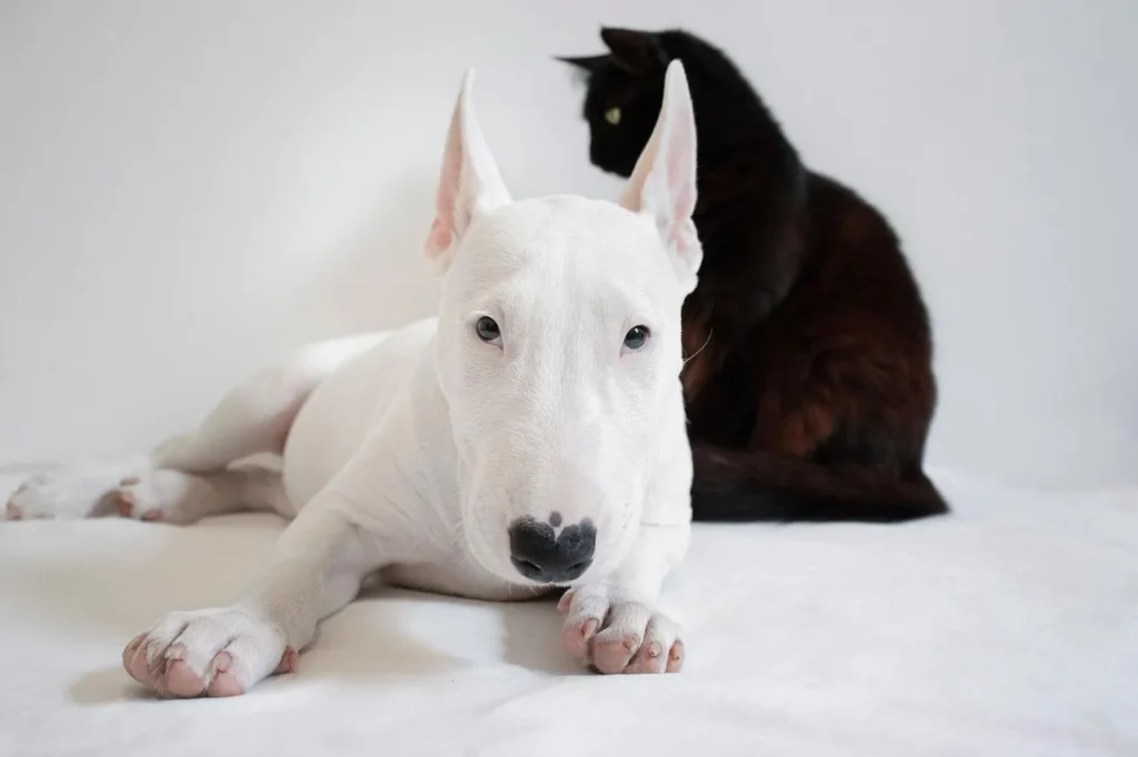 Bien-être animal et aménagement de la maison : conseils pratiques