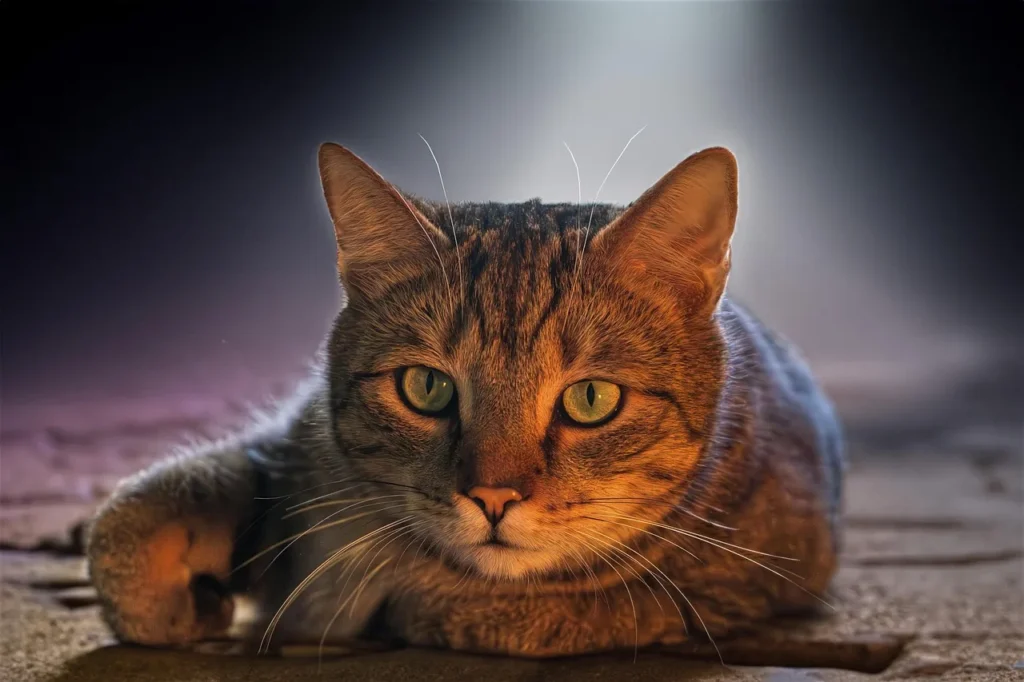 Guide pratique pour adopter un animal de compagnie écoresponsable