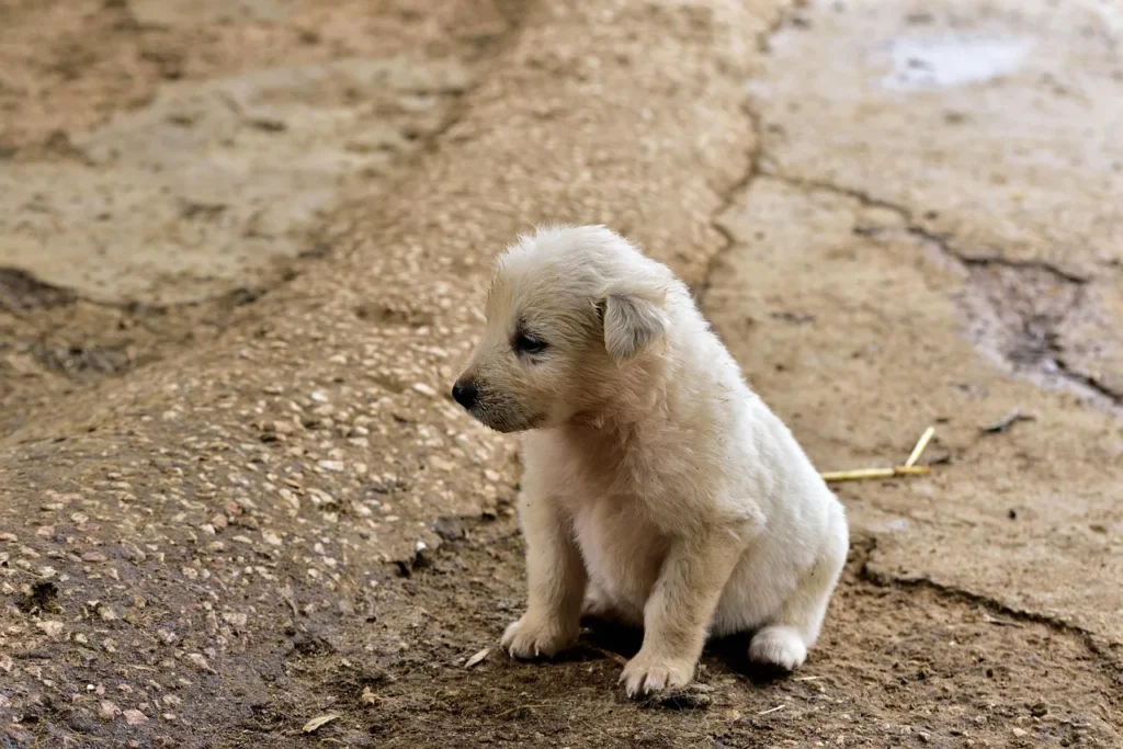 Guide étape par étape pour un bon entretien des animaux