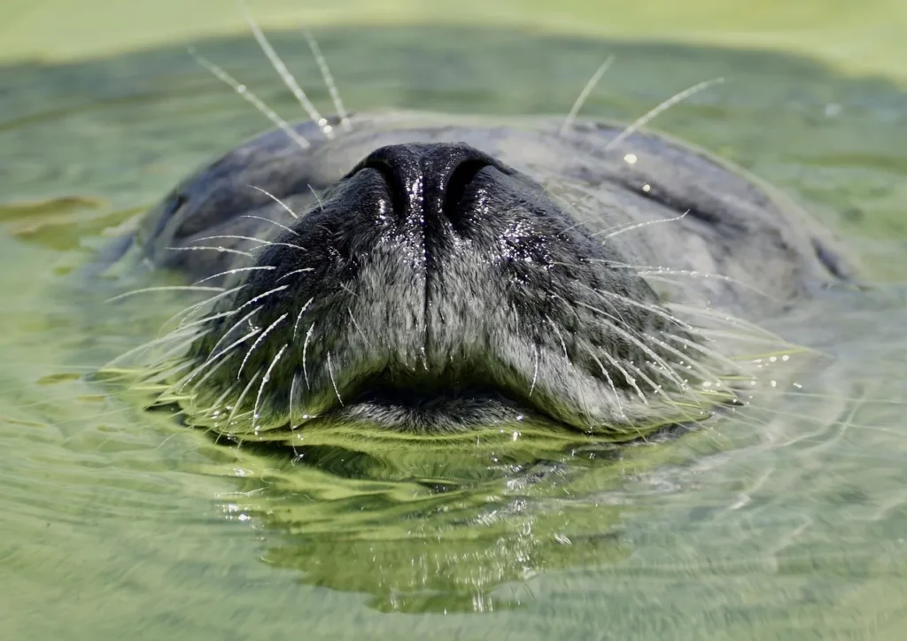 6 façons d'améliorer le bien-être de votre animal chez vous